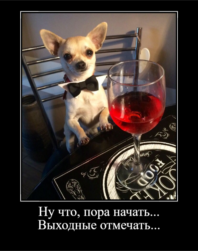 Для отличного пятничного настроения (30 фото)