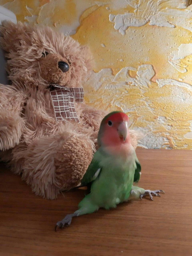 Фотографии попугаев, наслаждающихся жизнью ( 25 фото)