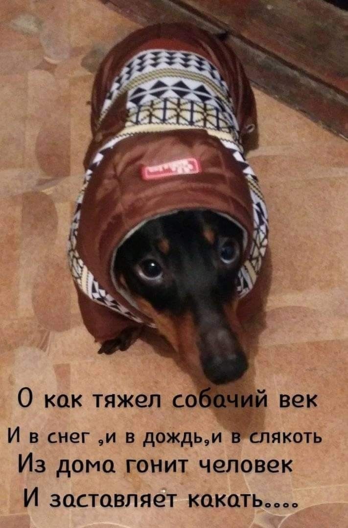 Смешные животные (30 фото)