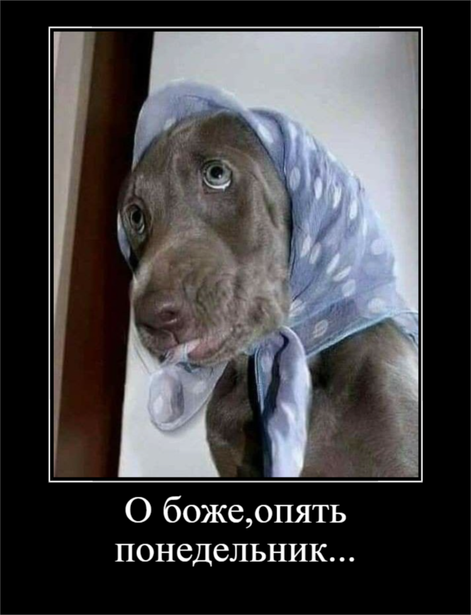 Для отличного настроения (30 фото)