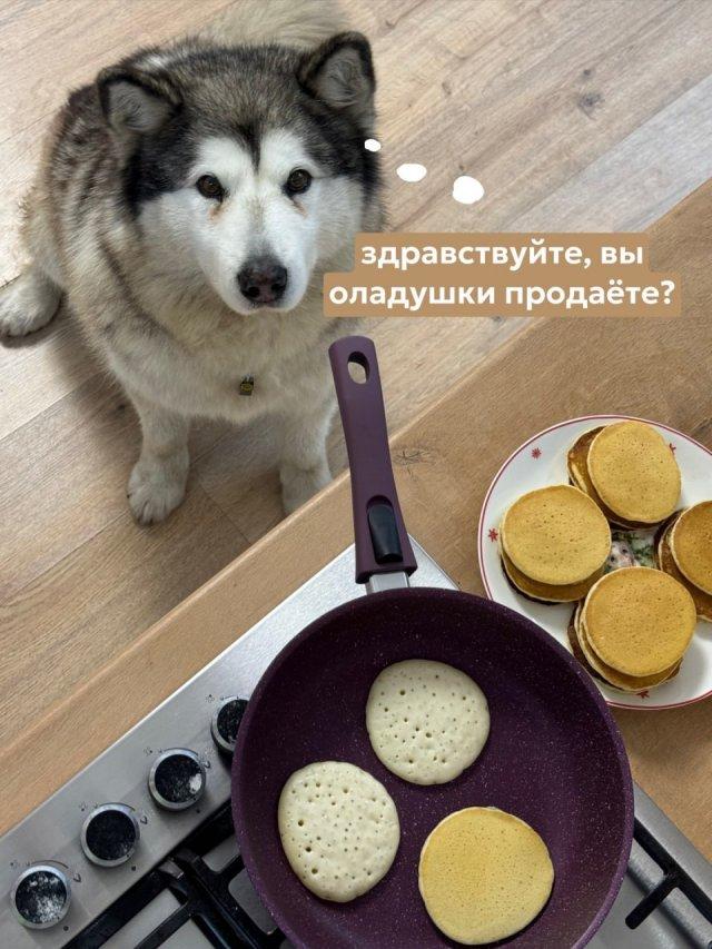 Мем с "показываем рыбов" в исполнении хаски (5 фото)