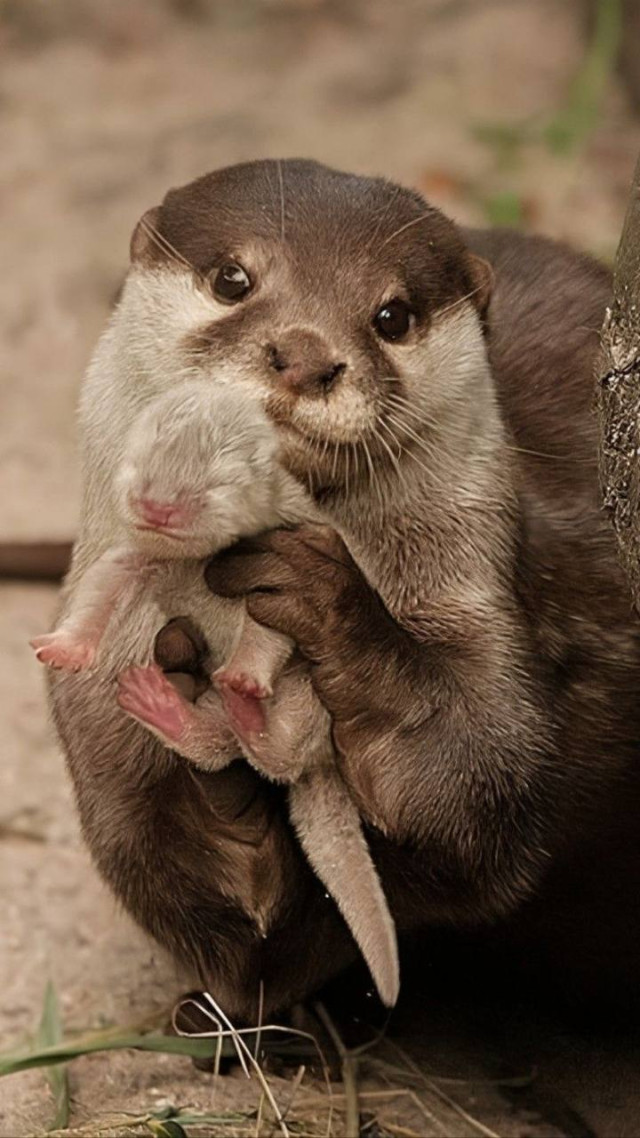 Малыши с мамами из мира животных (30 фото)