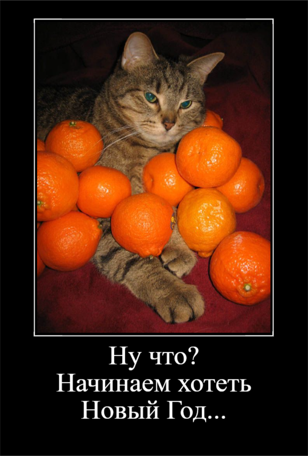 Мандариновое настроение (30 фото)