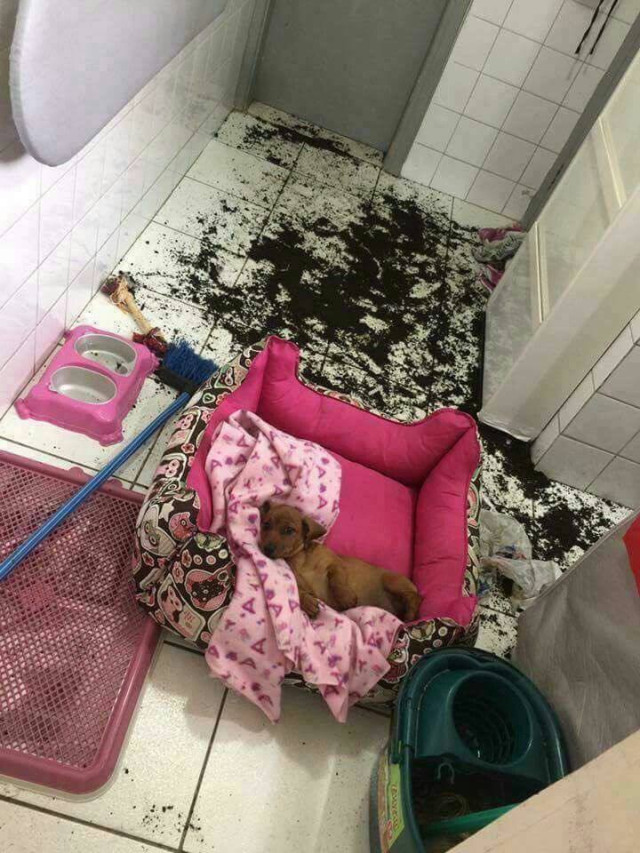 С этими пёсиками не соскучишься (15 фото)