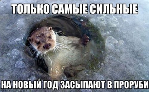 Смешные фотомемы с животными (30 фото)