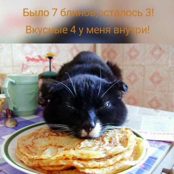 Коты и блины (30 фото)