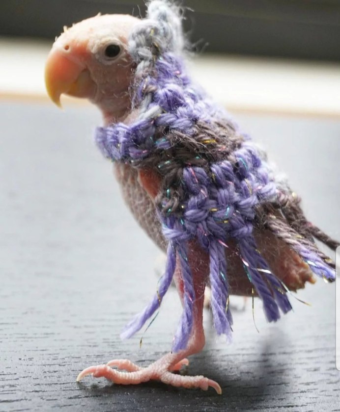 Смешные попугаи (30 фото)