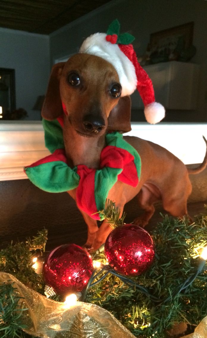 В ожидании праздника! (30 фото)