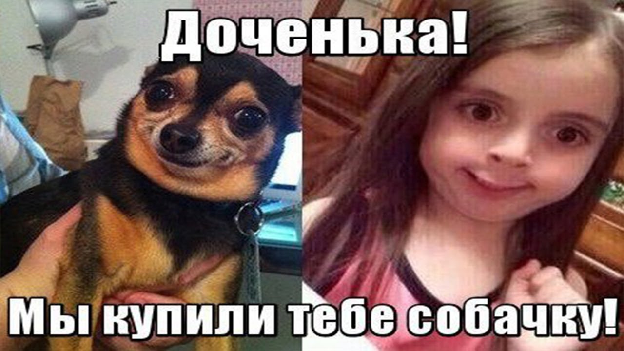 Смешные и милые мемы с собаками (15 фото)