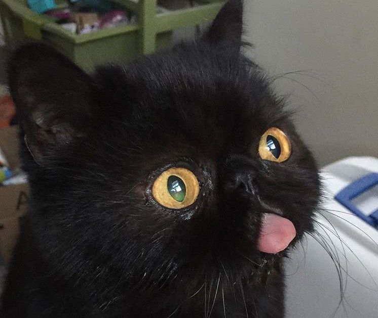 Милые черныши (15 фото)