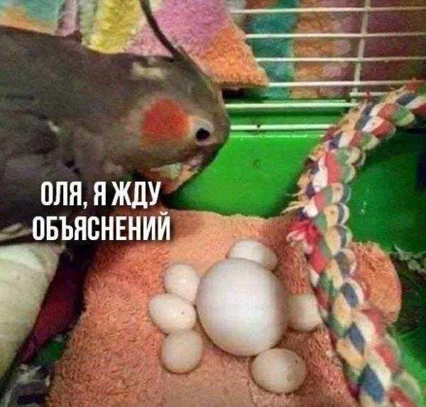 Просто для улыбки (30 фото)