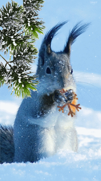 Зима и белки (20 фото)