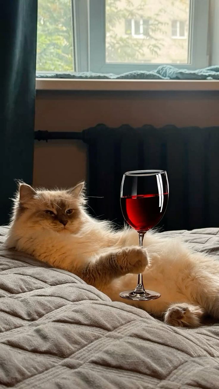 Смешные котики с вином (32 фото)