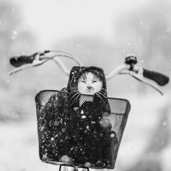 Эти забавные создания подарят вам улыбку (30 фото)