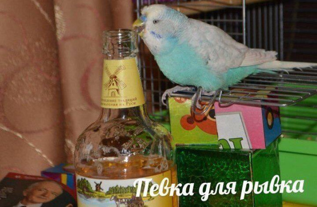 Мемы про птиц  (20 фото)