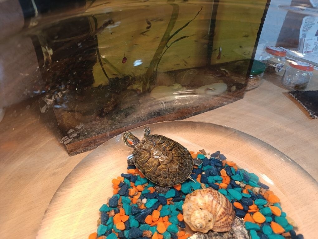 Новый житель офиса (2 фото)