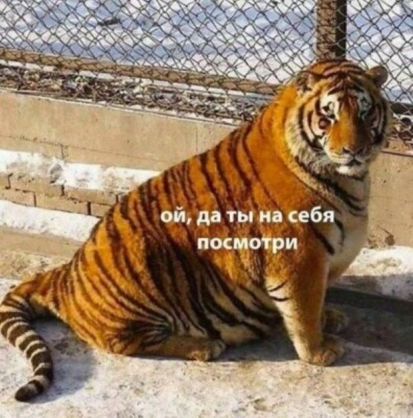 Фотографии со смешными животными для поднятия настроения (30 фото)