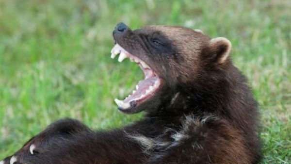 Росомаха - самый эффективный выживальщик (7 фото)