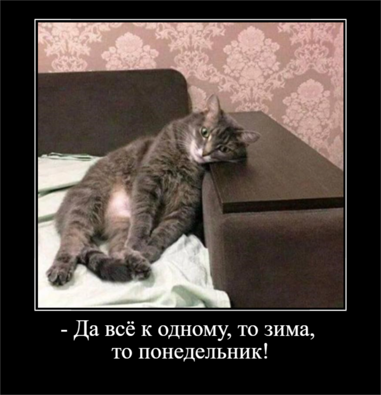 Для отличного настроения в понедельник (30 фото)