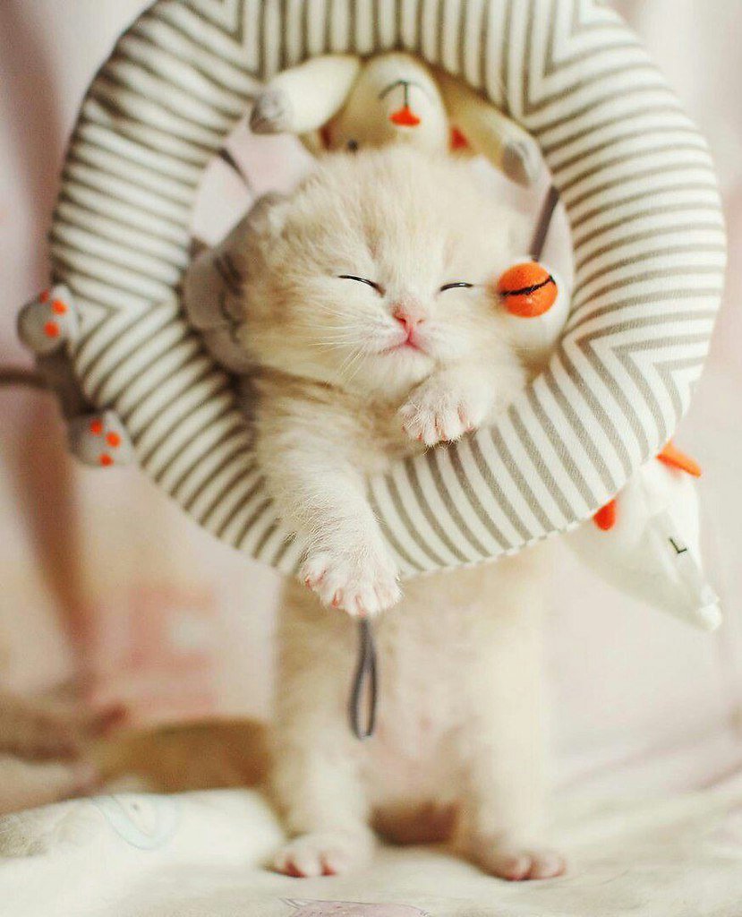 Самые милые котики (20 фото)