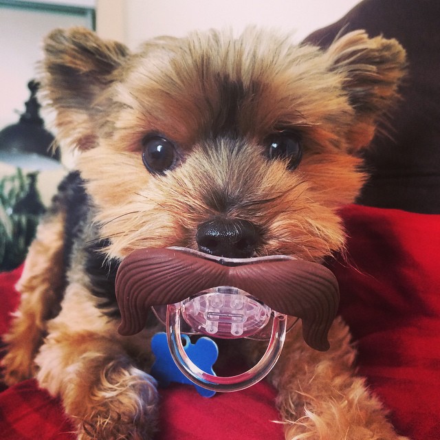 Собаки с пустышками (30 фото)