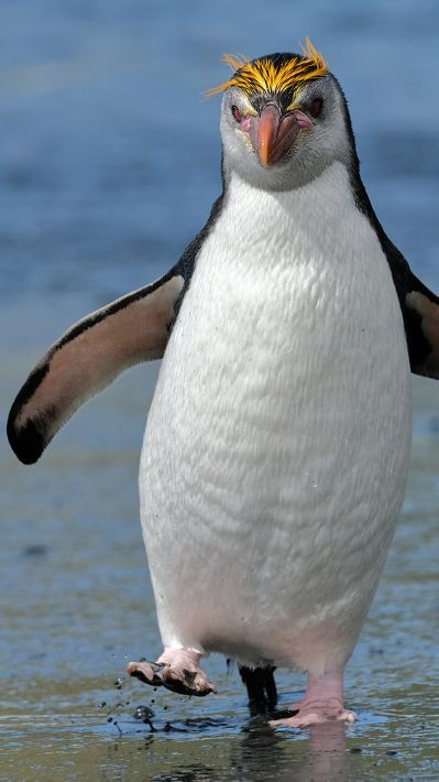 Забавные пингвины (15 фото)