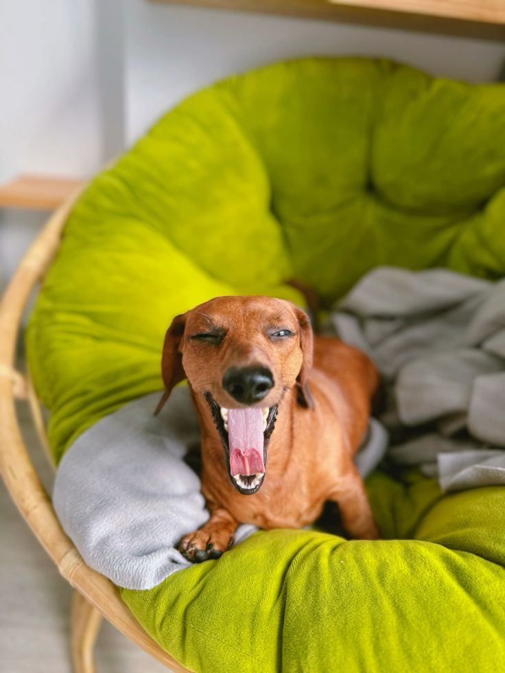 Животные - зеваки (15 фото)