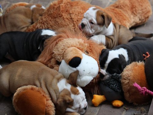 Для хорошего настроения  Всякая всячина