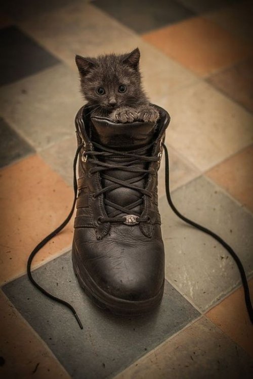 Для хорошего настроения  Всякая всячина