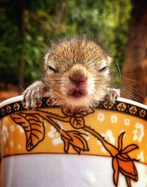 Для хорошего настроения  Всякая всячина