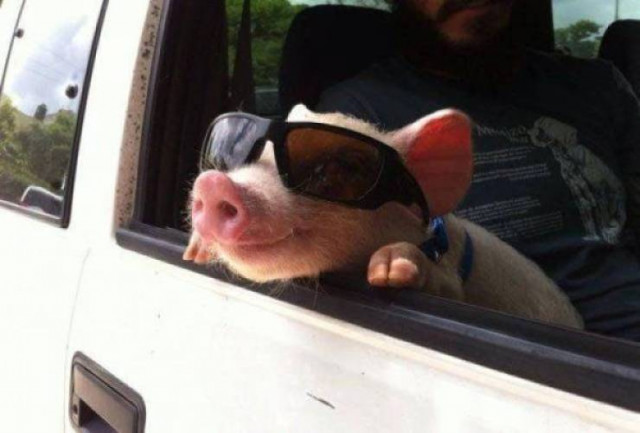 Для хорошего настроения  Всякая всячина