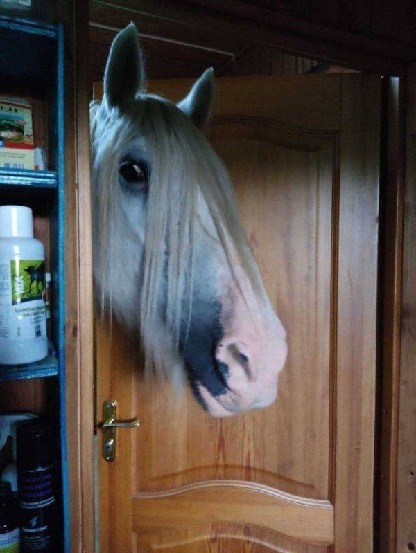 Для хорошего настроения  Всякая всячина