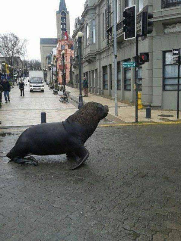 Для хорошего настроения  Всякая всячина