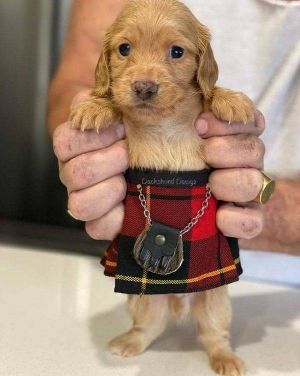 Для хорошего настроения  Всякая всячина