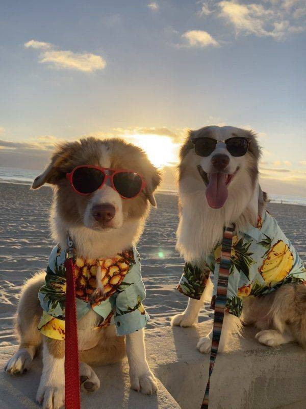 Для хорошего настроения  Всякая всячина