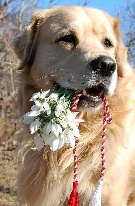 Преданней собаки нету существа