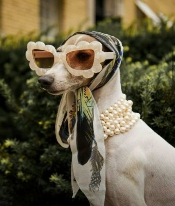 Животные, которые заставят вас улыбнуться  (30 фото)