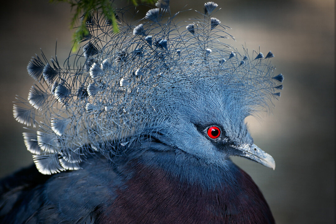 Венценосные голуби (5 фото)