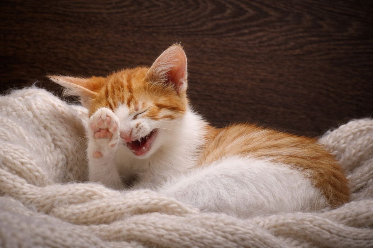 Котики дня (15 фото)