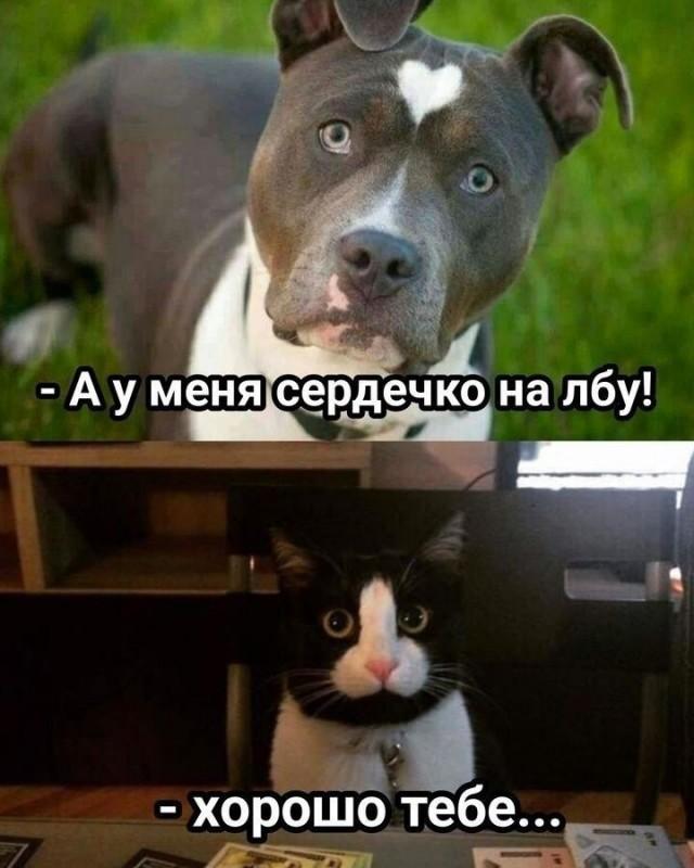 Уморительные животные (30 фото)