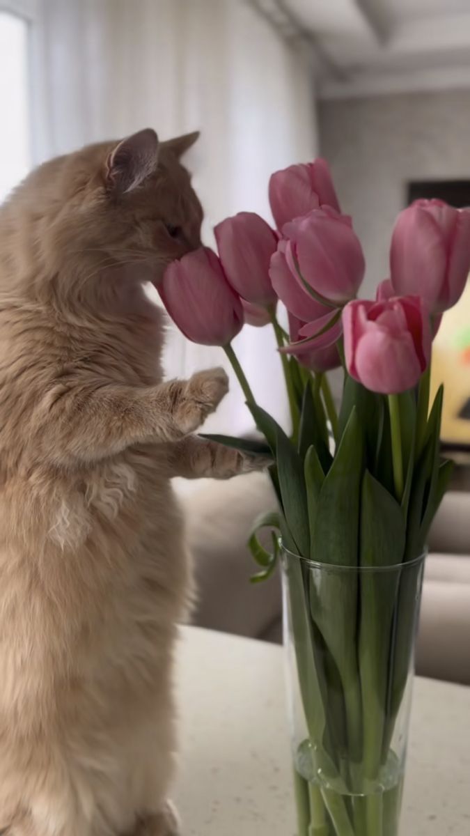 В ожидании весны... Тюльпановое настроение (30 фото)