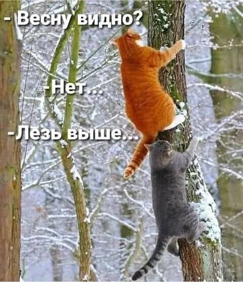 Котики для настроения (16 фото)