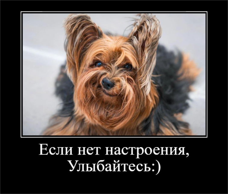 Животные всегда дарят повод для улыбки (30 фото)