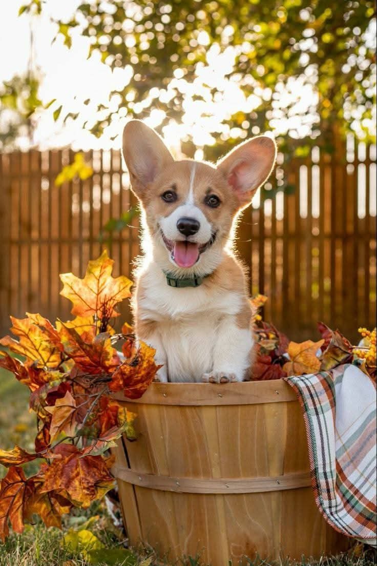 Для хорошего настроения  Всякая всячина