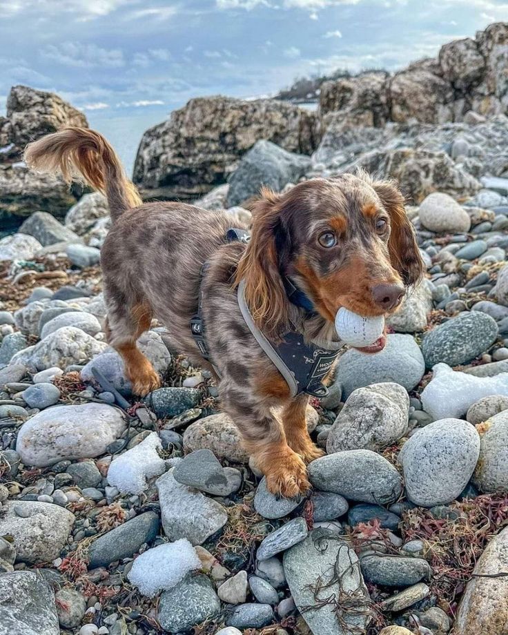 Мраморная такса (15 фото)