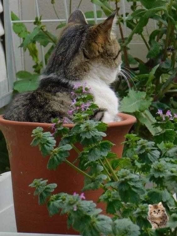 Замурчательные идеи: самые уютные и креативные цветочные горшки