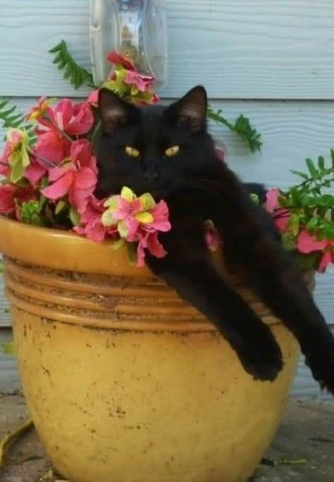 Коты в цветочных горшках (15 фото)