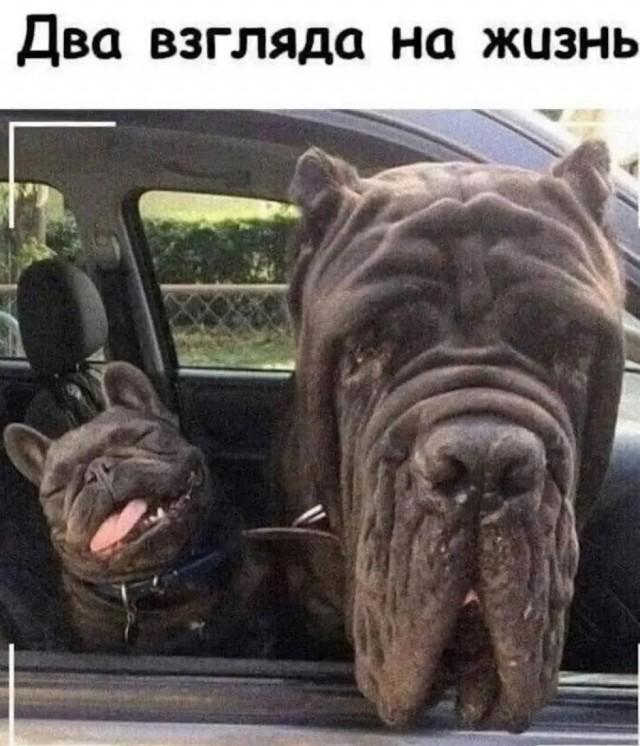 Пятничное настроение (30 фото) Доброе, Пусть, прекрасным, Станет, удача, счастье, разом, охватят, объятые, пятничное, радостью, мечты, сбылись, приятного, очень, Пожелать, иначе