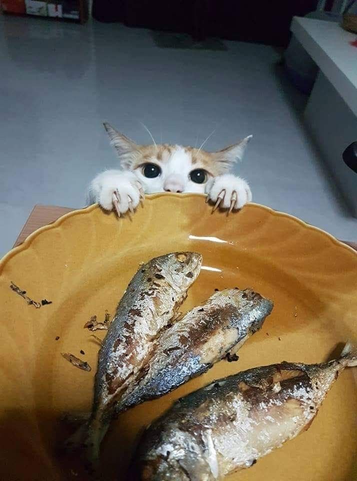 Просто для улыбки! (30 фото)