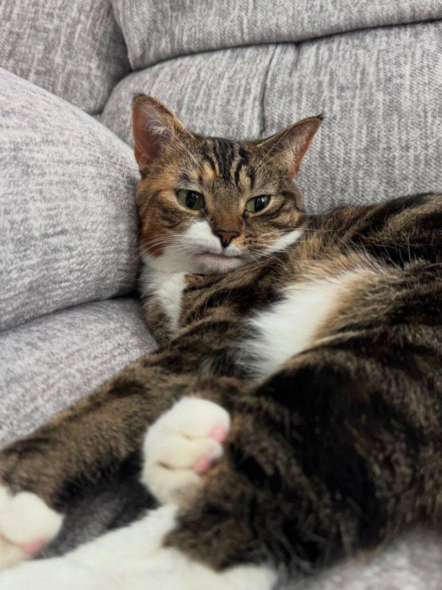 Кот Прелесть на подоконнике